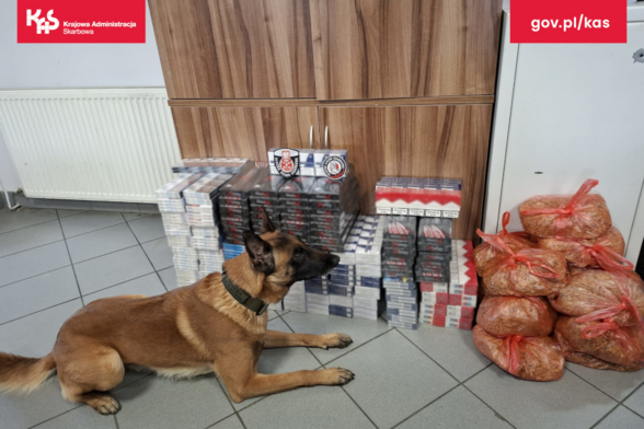 Zdjęcie z gov.pl/kas

Piesek czujnie leży przy stertach paczek fajek