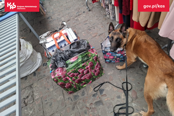 Zdjęcie z gov.pl/kas

Piesek na targowisku stoi przy siatkach z papierosami i patrzy w obiektyw